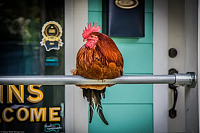 Carl the Rooster sitting peacefully outside an Ocean Springs restaurant